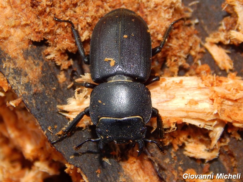 Dorcus parallelepipedus, Lucanidae